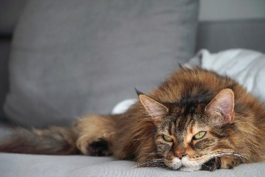 OVA FACA SE NE ZABORAVLJA Mrzovoljni mačak postao hit na mrežama -  ljudi plaču od smeha