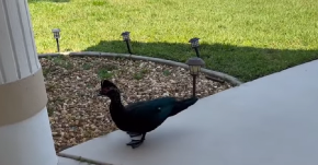 BESNA PATKA TERORIŠE GRAD, LJUDI JOJ NE MOGU NIŠTA Muškarac nakon uboda završio u bolnici (VIDEO)