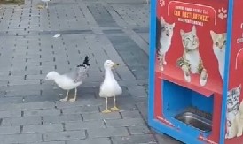 AU, MAJKO MILA, JEL MOGUĆE OVO? Kad vidite kako ovi galebovi ''varaju'' automat za mačju hranu, plakaćete od smeha! (VIDEO)