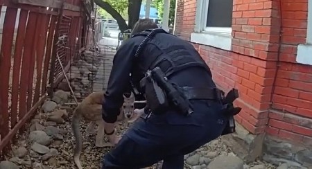 NIJE VIC, OVO SE ZAISTA DESILO Torbar pobegao od kuće pa pravio haos, šokiraćete se kad vidite gde je na kraju završio! (VIDEO)