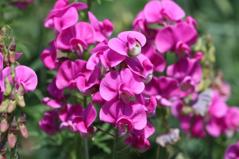 MIRISNA BLJKA SA PREDIVNIM CVETOVIMA USPEVA I BAŠTOVANIMA - POČETNICIMA Cveta do kasne jeseni, a sada je pravo vreme da je posadite