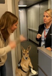 DA LI JE OVO REALNO? Kengur pokušao da uđe u avion, stjuardesa bila neumoljiva - ljudi na mrežama poludeli od gneva kada su videli snimak
