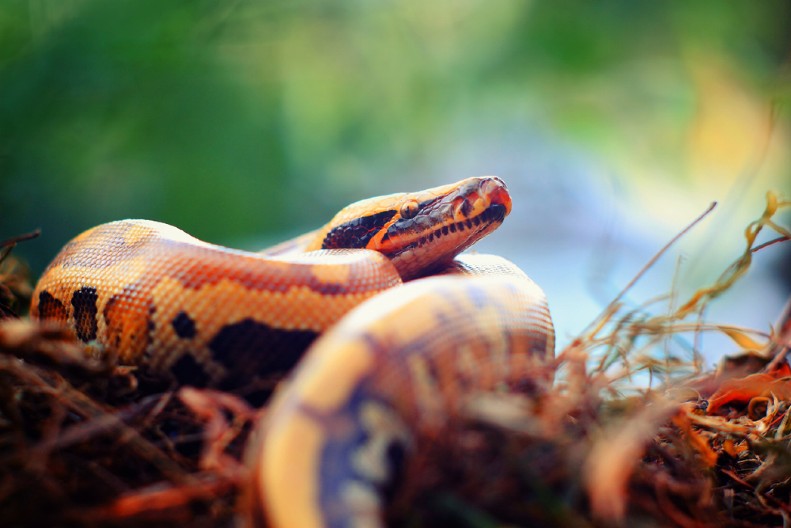 UŠAO U WC, PA USLEDIO ŠOK Piton od 3 metra ga zgrabio za "muškost", jedva izvukao živu glavu