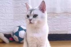 ''PILATES MACA'' POSTALA HIT NA DRUŠTVENIM MREŽAMA Gledala vežbe na tv-u, pa i ona počela da trenira - da pukneš od smeha! (VIDEO)