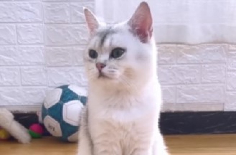 ''PILATES MACA'' POSTALA HIT NA DRUŠTVENIM MREŽAMA Gledala vežbe na tv-u, pa i ona počela da trenira - da pukneš od smeha! (VIDEO)