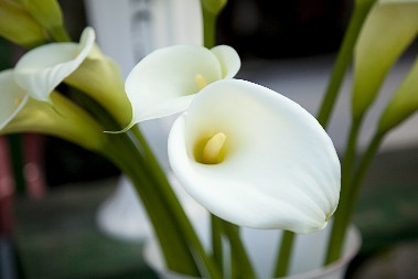 NEĆE SE IZVITI CVETOVI, BIĆE SVEŽE VIŠE OD 10 DANA Čim ih unesete u kuću, obavezno jednu stvar uradite, jer će se u suprotnom odmah osušiti