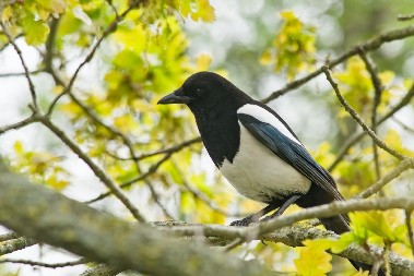 SVRAKA VAM JE SLETELA U DVORIŠTE? Evo šta to znači prema narodnom verovanju, nikako je ne ignorišite!