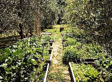 AKO OVO URADITE KAJAĆETE SE Biljke koje nikada ne treba da budu blizu kuće