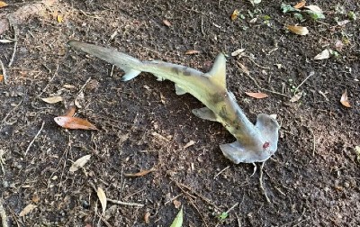 DA ČOVEK NE POVERUJE! Ajkula pala s neba - ali stvarno! (FOTO)