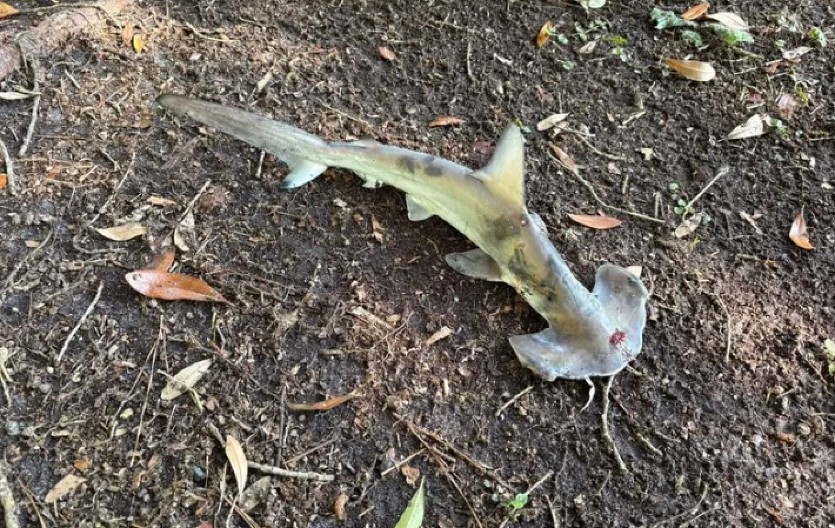 DA ČOVEK NE POVERUJE! Ajkula pala s neba - ali stvarno! (FOTO)