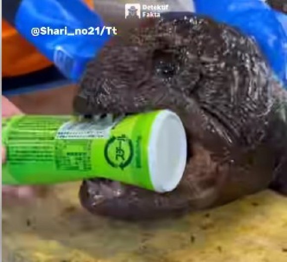 JEZIVA RIBA DROBI SVE PRED SOBOM