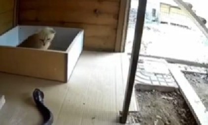 KAMERA ZABELEŽILA NEMOGUĆE  Mačka i kobra u borbi do smrti – pobednik vas neće ostaviti ravnodušnim! (VIDEO)