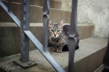STALNO JE BEŽALA KROZ OGRADU, PA SU VLASNICI NAŠLI NAČIN DA JE SPREČE Mačka ne zna šta ju je snašlo - ovo je urnebesno