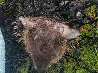 DRAMA U DVORIŠTU KUĆE Preplašeni mladunci divljih životinja preklinjali za pomoć, fotografije malih mučenika će vas dirnuti do suza!