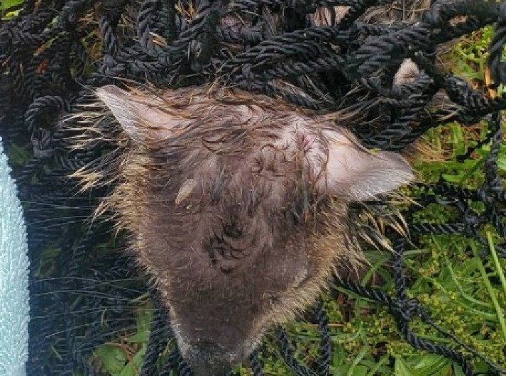 DRAMA U DVORIŠTU KUĆE Preplašeni mladunci divljih životinja preklinjali za pomoć, fotografije malih mučenika će vas dirnuti do suza!