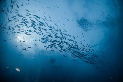 RIBE U OPASNOSTI Preti mogućnost da plastika uništi morski svet