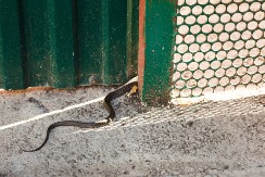 TERA ZMIJE BRŽE NEGO IŠTA  Pospite ovu namirnicu po celom dvorištu i više ih nećete videti