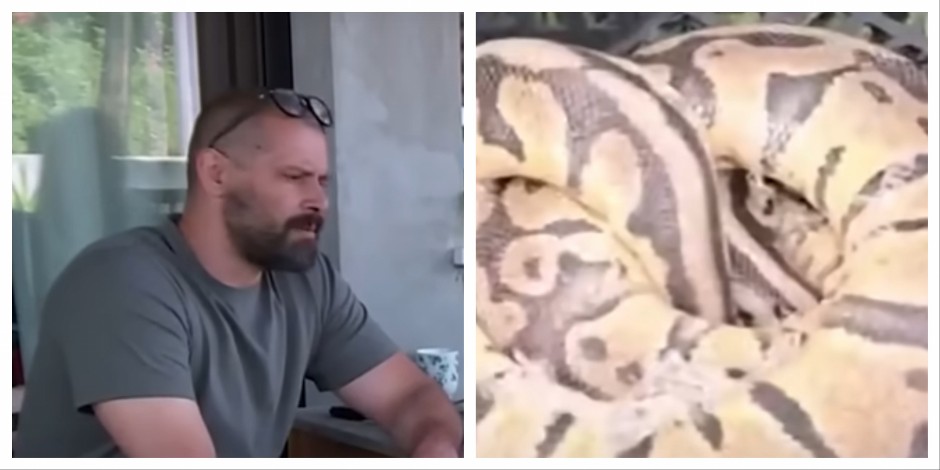 ALEKSANDAR OTIŠAO U ŠETNJU SA PSOM, VRATIO SE KUĆI SA KRALJEVSKIM PITONOM! "Strpao sam zmiju u torbu i to je to"