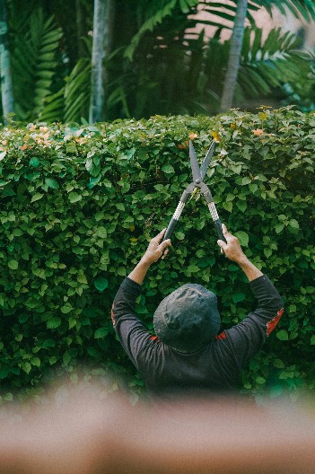3 NAJČEŠĆE GREŠKE PRILIKOM OREZIVANJA ŽIVE OGRADE Prave ih i iskusni baštovani - evo kako da ih izbegnete