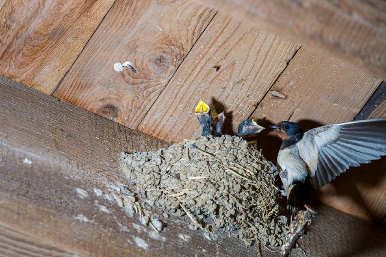 AKO VAM OVA PTICA NAPRAVI GNEZDO NA KROVU, NEMOJTE GA RUŠITI Rizikujete nesreću, u suprotnom - očekujte blagoslov i dobre vesti!