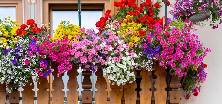 TRI BILJKE ZA SUNČANE TERASE Cvetaju celo leto, podnose visoke temperature i izgledaju fantastično