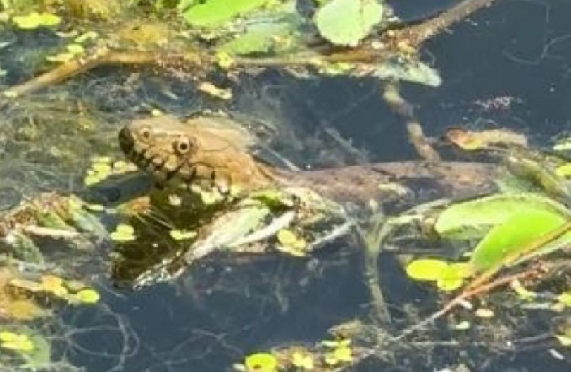 ZMIJE U DRINI ŠOKIRALE KUPAČE:  Pogledajte snimke zbog kojih ćete dva puta razmisliti pre ulaska u vodu (VIDEO)
