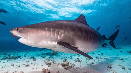 NAJVEĆA AJKULA NA ATLANTIKU SNIMLJENA IZ NEPOSREDNE BLIZINE Primećena je blizu mirne peščane plaže - prizor nije za one sa osetljivim stomakom