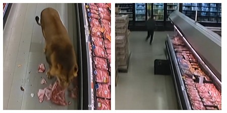 DIVLJI LAV UPAO U PRODAVNICU, KUPCI OSTALI U ŠOKU Nastao je potpuni haos (VIDEO)