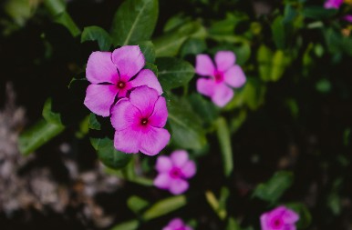 PRELEPO CVEĆE KOJE SE LAKO GAJI Treba im samo voda, a izgledaju moćno i raskošno