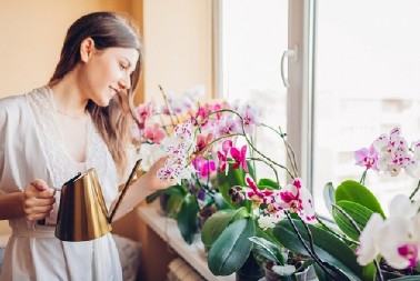 STAVITE ORHIDEJU NA OVO MESTO I NEĆE VAM UVENUTI Evo šta najviše prija prelepom i nežnom cvetu