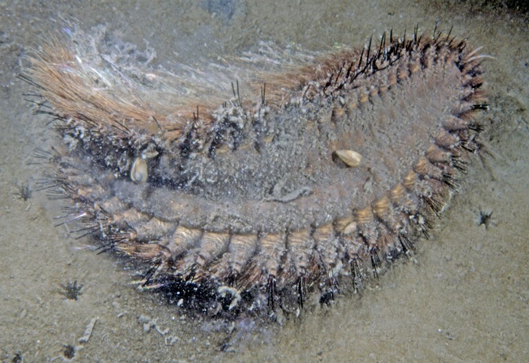 STVORENJE "VANZEMALJSKOG IZGLEDA" SE POJAVILO NA PLAŽI, LJUDI U ŠOKU Pazite se njegovih čekinja