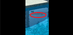 ČOVEK PRIŠAO BAZENU, SAČEKAO GA JE ŠOK PRIZOR Odmah je odlučio da sve snimi... (VIDEO)