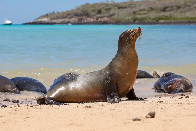 POGLEDAJTE REAKCIJU MORSKOG LAVA NA MUZIKU Uradio je nešto neverovatno - raznežićete se