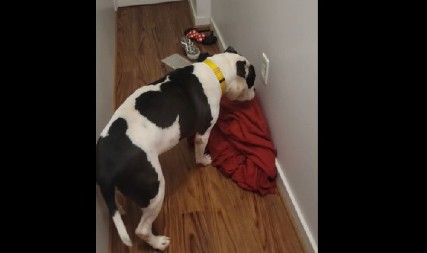 PAS OSETIO DA NEŠTO NIJE U REDU SA ŠTEKEROM, PA UPOZORIO VLASNIKA Ovo je neverovatno