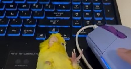 URNEBESNA LJUBOMORA PAPAGAJA Ptičica poludela od besa jer nije u centru pažnje – snimak zapalio internet! (VIDEO)