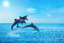 PRELEP PRIZOR NA JADRANU Razigrano jato delfina oduševilo turiste