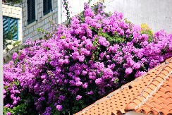 OTROVAN I ZA LJUDE I ZA KUĆNE LJUBIMCE Ovaj prelepi cvet mnogi gaje, a nisu ni svesni koliko je opasan!