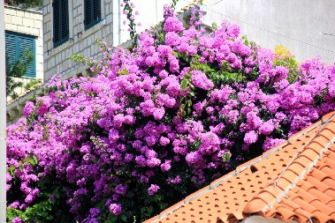 OTROVAN I ZA LJUDE I ZA KUĆNE LJUBIMCE Ovaj prelepi cvet mnogi gaje, a nisu ni svesni koliko je opasan!