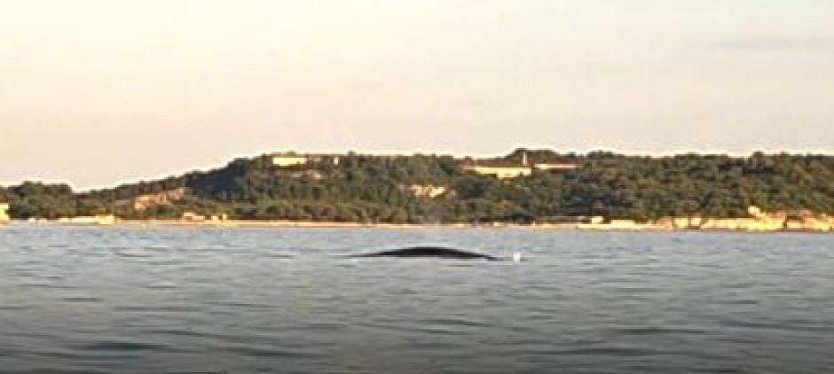 SPEKTAKL NA JADRANU Ogromni kit izronio iz vode, "ovako nešto nisam video"