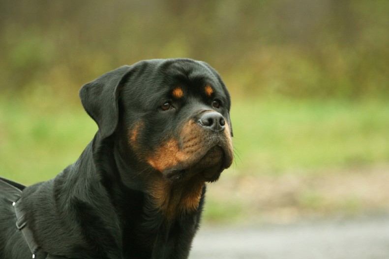 KAKVA LJUBAV Pas se ne odvaja od jedne stvari - prizor je neodoljiv