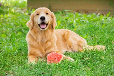 PAS DOBIO LUBENICU OD VLASNIKA, PA POLUDEO OD SREĆE  Pogledajte tu reakciju