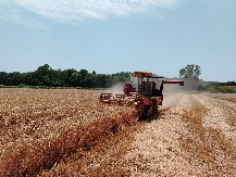 ŽETVA ŽITA ZA VRUĆINU NE PITA Ratari samo vezu po njivama u Šumadiji