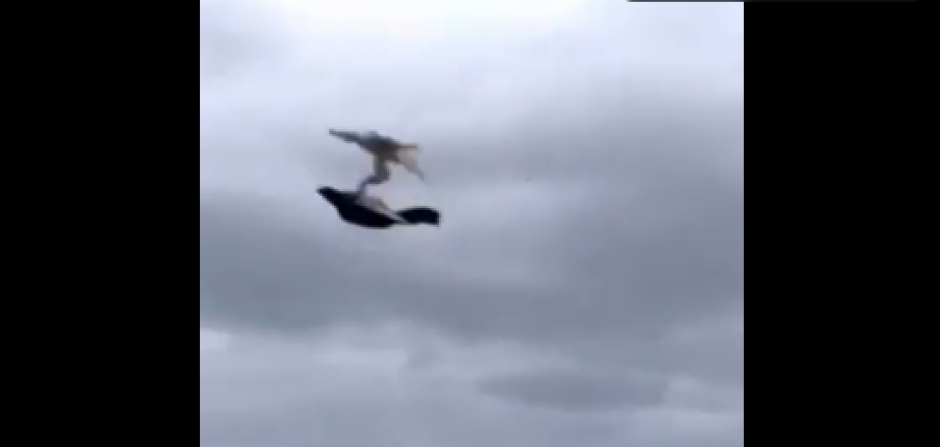 "PUSTI NAŠEG SOKOLA NEKA JE RASKOMADA KANDŽAMA" Otkriveno šta Rusi spremaju za front u Ukrajini (VIDEO)