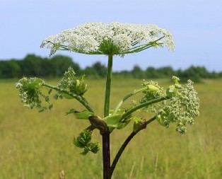 OVA BILJKA JE IZUZETNO OPASNA ZA LJUDE Otrovna je i izaziva teške opekotine