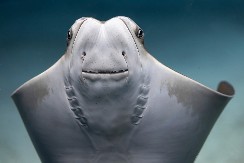 ČOVEČE, DA LI SI NORMALAN? Kad su carinici otvorili torbu putniku, prestravili se – odmah uhapšen