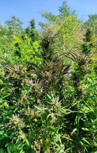 GAJIO PLANTAŽU MARIHUANE Uhapšen muškarac iz Rume