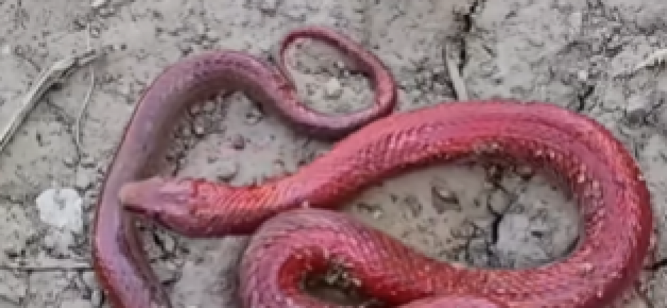 "OVO U ŽIVOTU NISMO VIDELI... LJUDI KAKVO JE OVO STVORENJE?!" Crnogorci kopali temelj za kuću, snimili su neočekivan prizor (VIDEO)