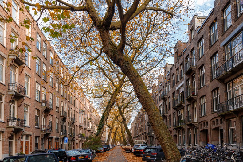 ČUDO PRIRODE USRED GRADA Ulica u Amsterdamu je pravo umetničko delo  - ljudi su zadivljeni ovim prizorom