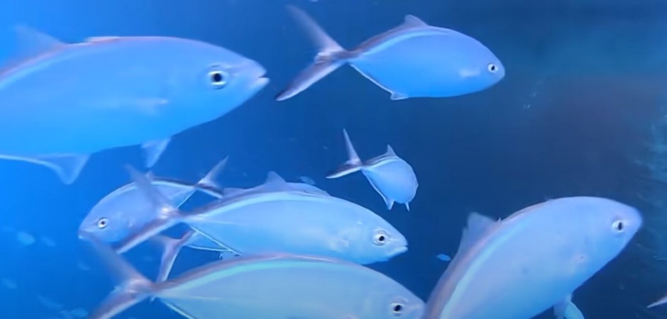 NOĆNA MORA IZ DUBINA Snimao ribice, a onda iz mraka izronilo jezivo morsko čudovište – SNIMAK LEDI KRV U ŽILAMA! (VIDEO)