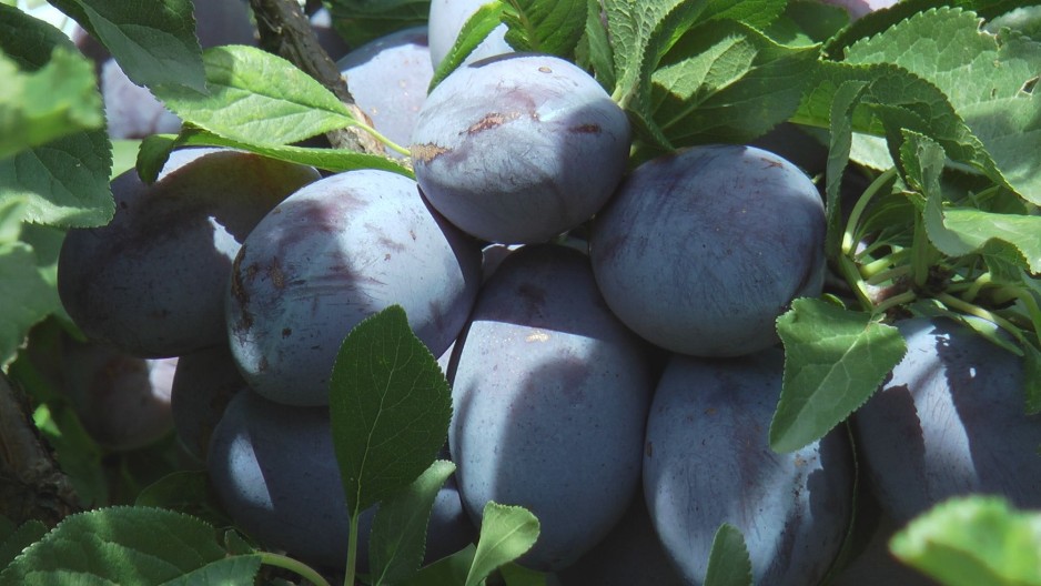 MRAZ I GRAD DESETKOVALI ŠLJIVU, NA IMANJIMA JEDVA DO 40 ODSTO RODA Prve cene već 100 dinara po kilogramu